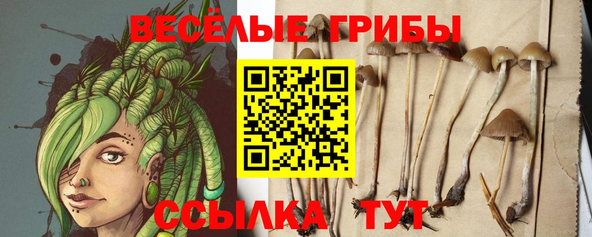 Кулебаки  Галлюциногенные грибы Cubensis  Вход с VPN 